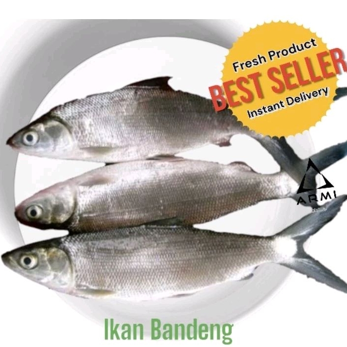 

Ikan Bandeng Segar 1 kg