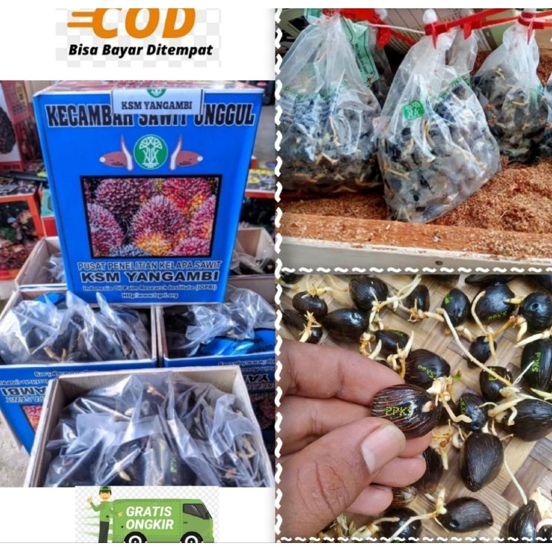 Benih Sawit KSM YANGAMBI asli