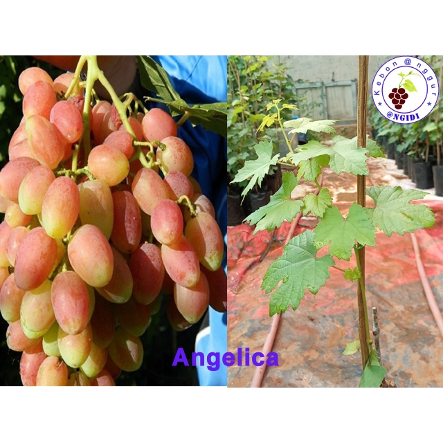 

Bibit Anggur Impor Varian Angelica