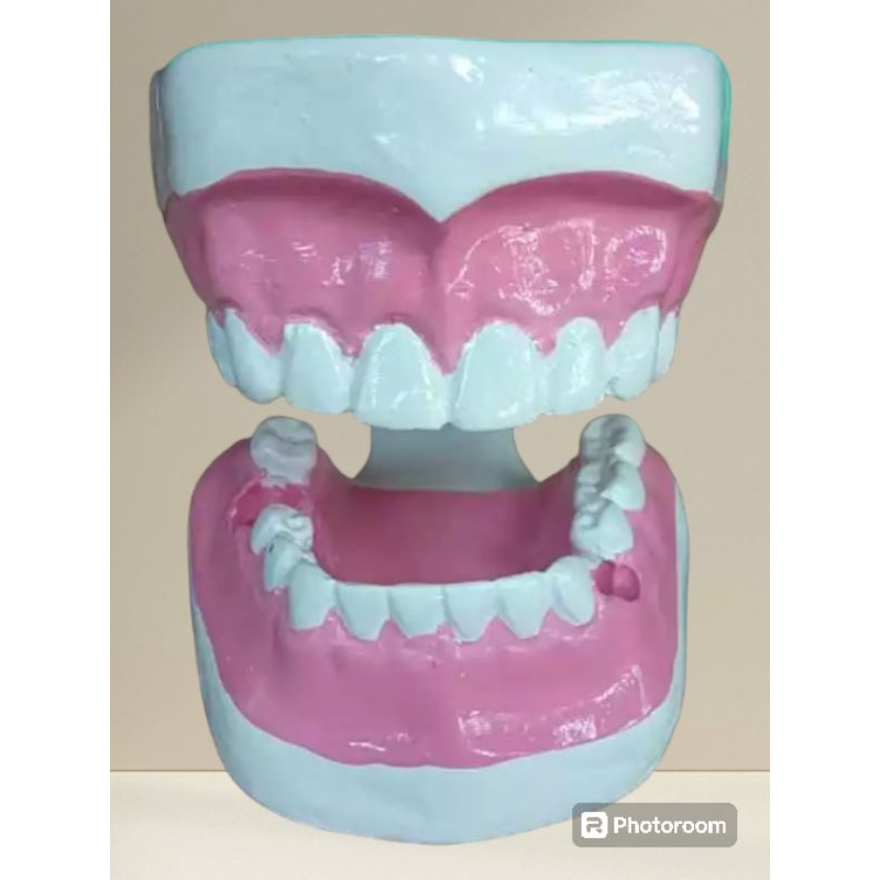

MODEL GIGI DEWASA/ALAT PERAGA GIGI / PENDIDIKAN / KESEHATAN / PHANTOM / MANIKIN / DENTALCARE
