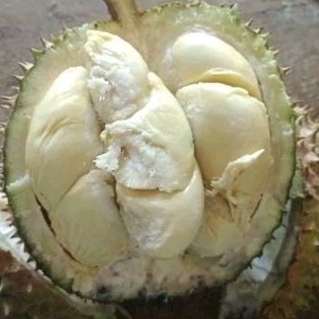 

durian lokal legi pait termurah terenak