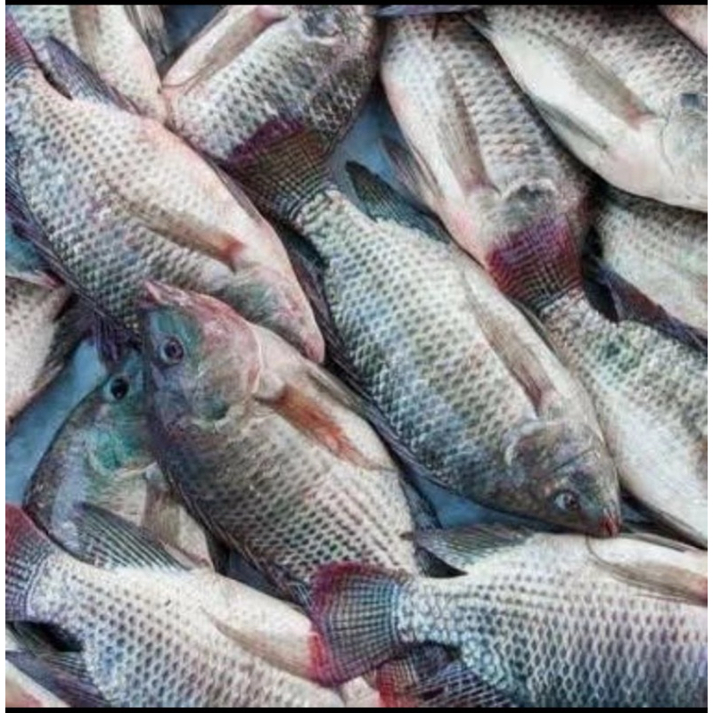 

Ikan Mujahir Segar 1KG