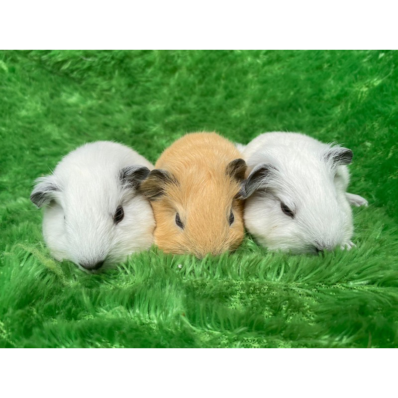Martmut California hias/ guinea pig california