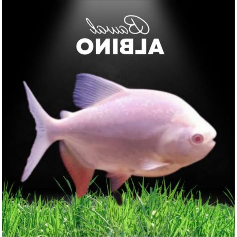 ikan bawal albino size 5-6 jari (PACU)