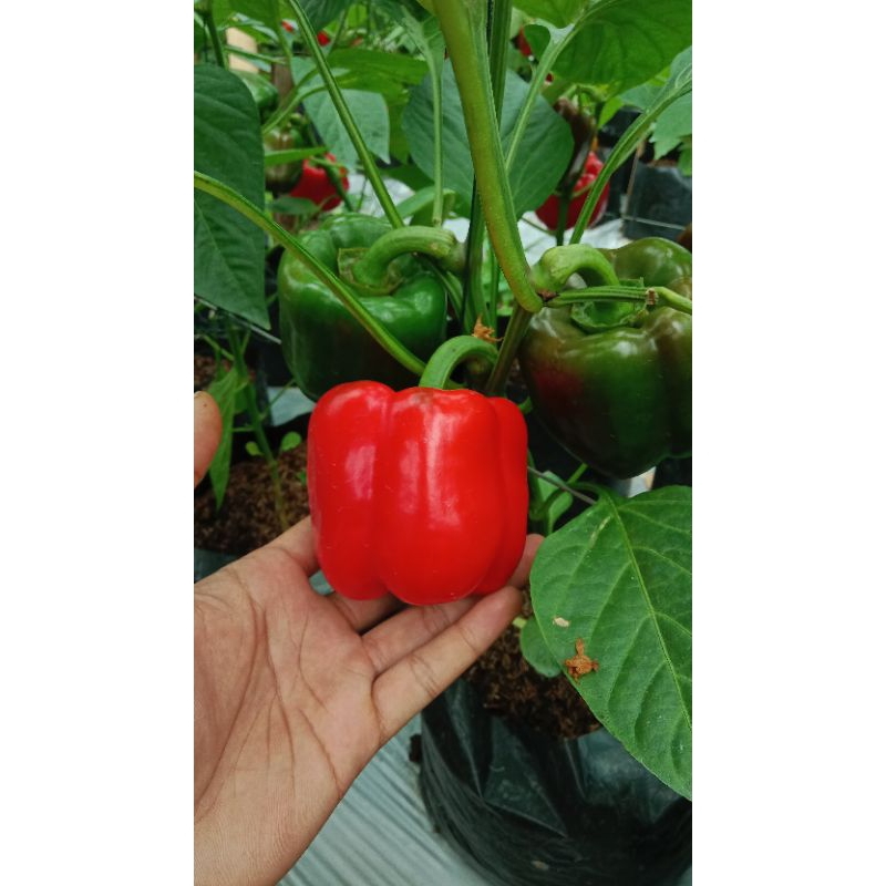 

Paprika merah 250gr - 500gr