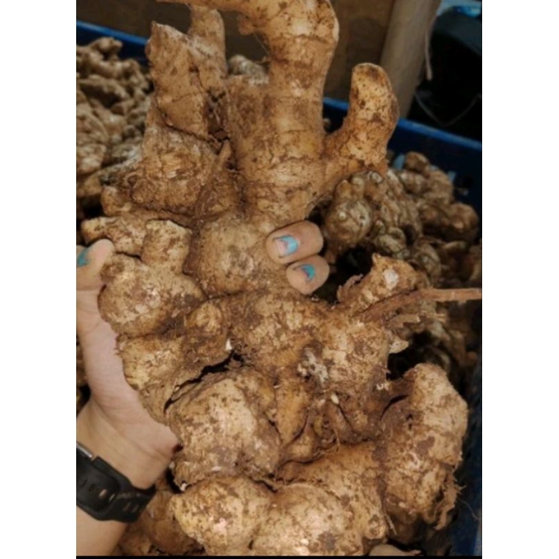 

JAHE GAHAJ /JAHE MEDAN 1KG