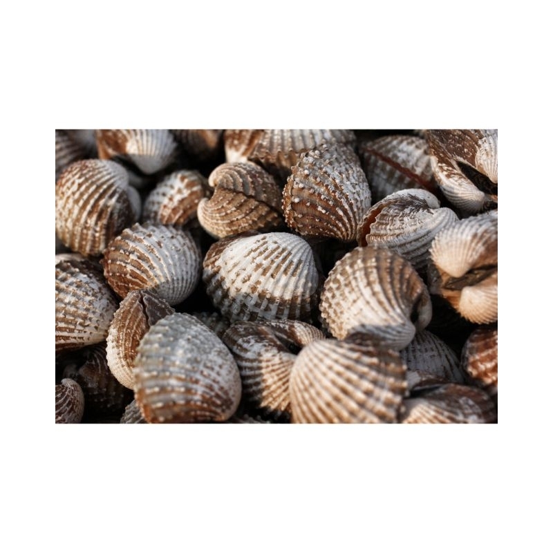 

kerang dara