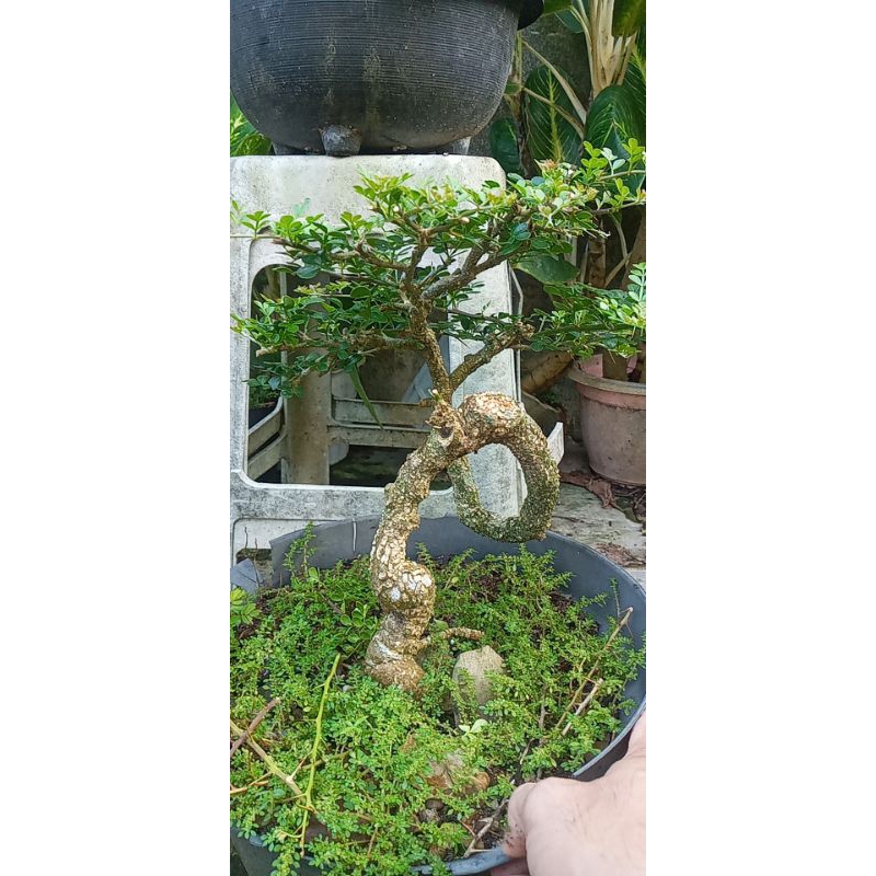 bonsai kawista batu