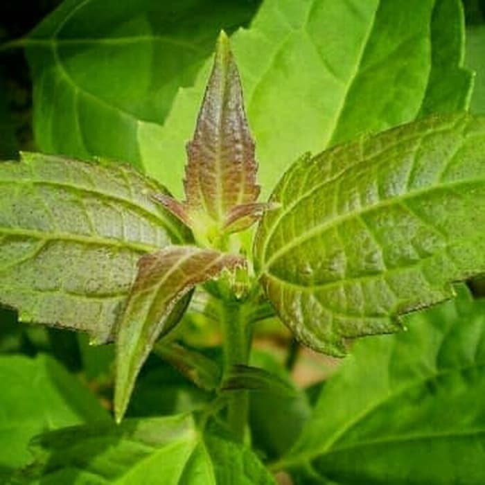 

Daun Ki Rinjuh Segar 1Kg Daun Herbal