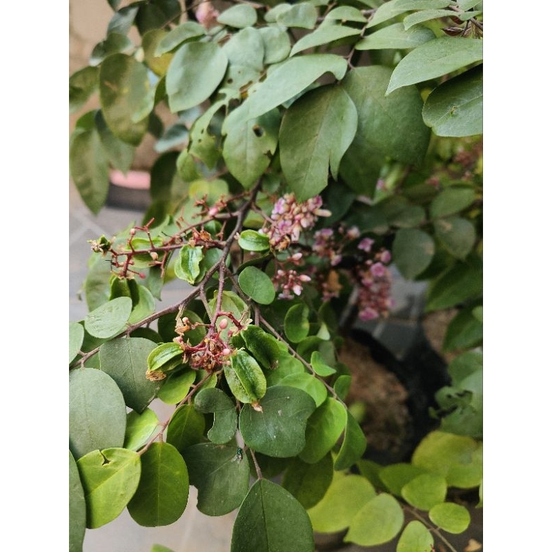 BIBIT BELIMBING MADU JUMBO KONDISI SUDAH BERBUAH