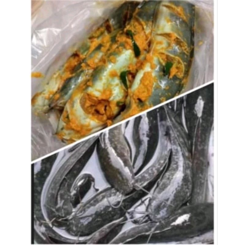 

lele konsumsi siap diolah.........lele organik full pelet super