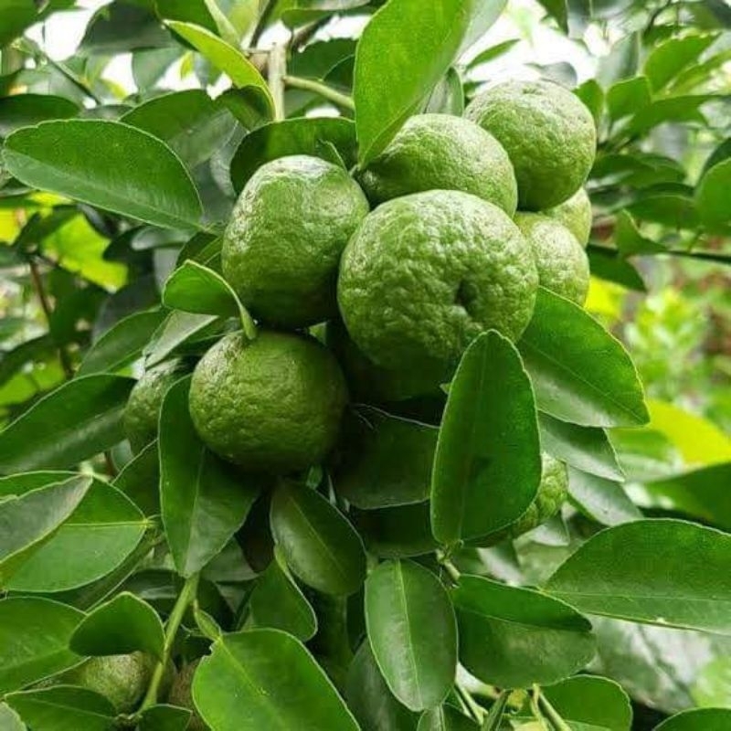 BIBIT JERUK LIMAU JERUK SAMBAL BERBUAH LEBAT