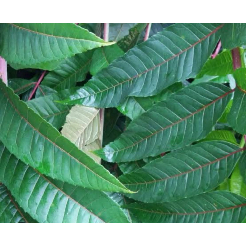 

Daun surian daun suren segar 500 gram murni daun tanpa batang-az