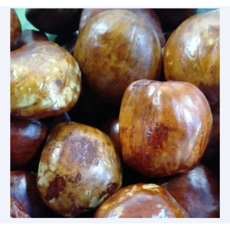 

jengkol Tua