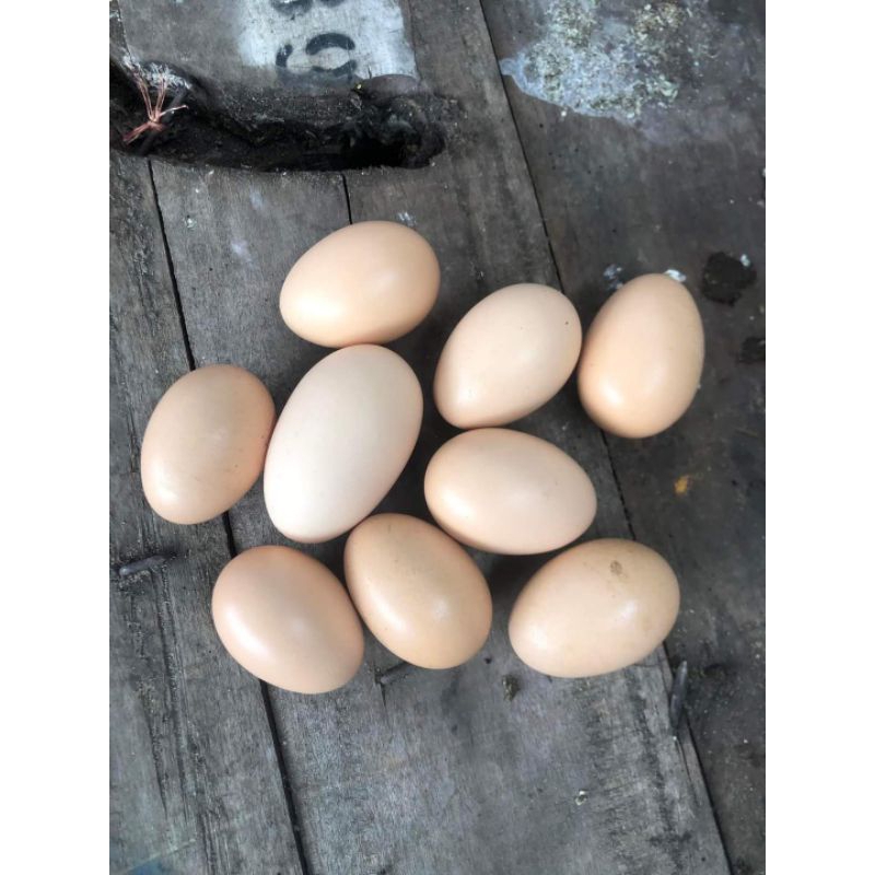 Telur O Shamo High Quality Europa Three Colour
