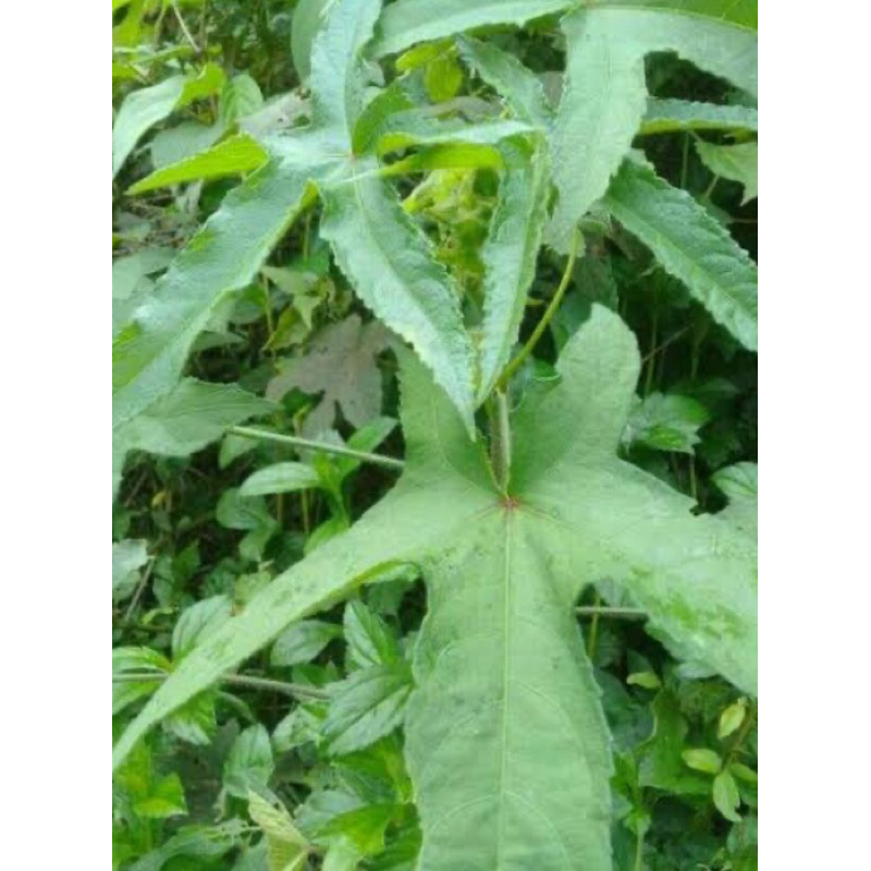 

Daun kapasan segar daun gandapura segar 250 gram-az