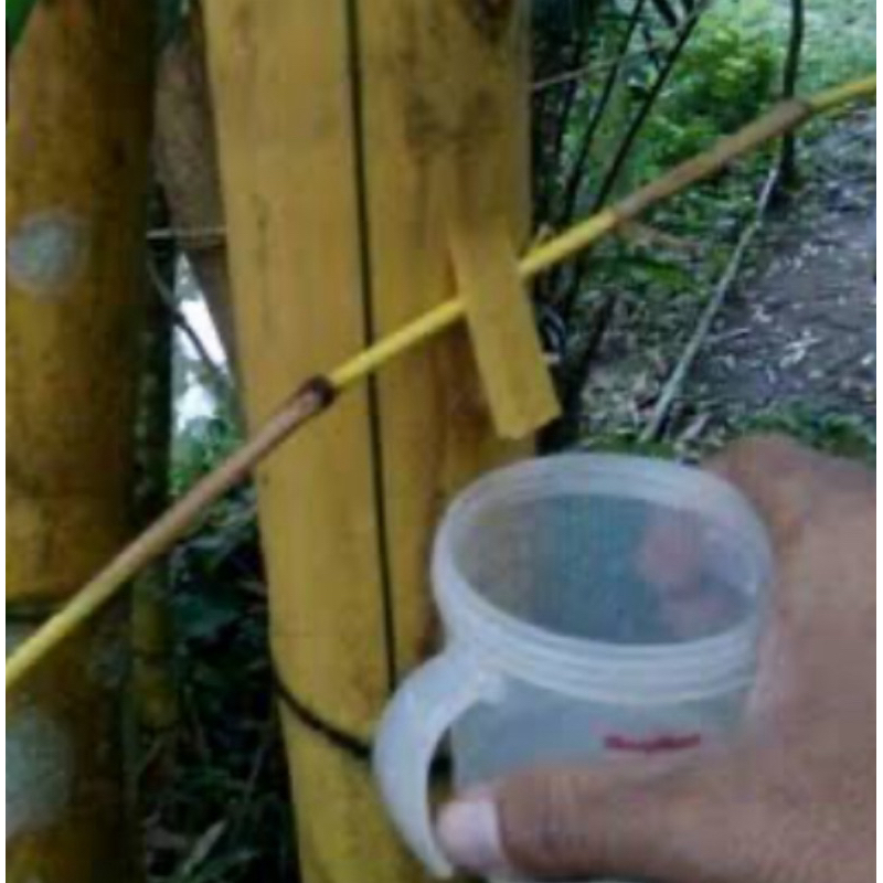 

Air bambu kuning asli dan alami 350 ml-az