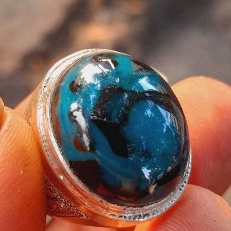 Bacan Doko Majiko Asli Kualitas Super Harga Murah