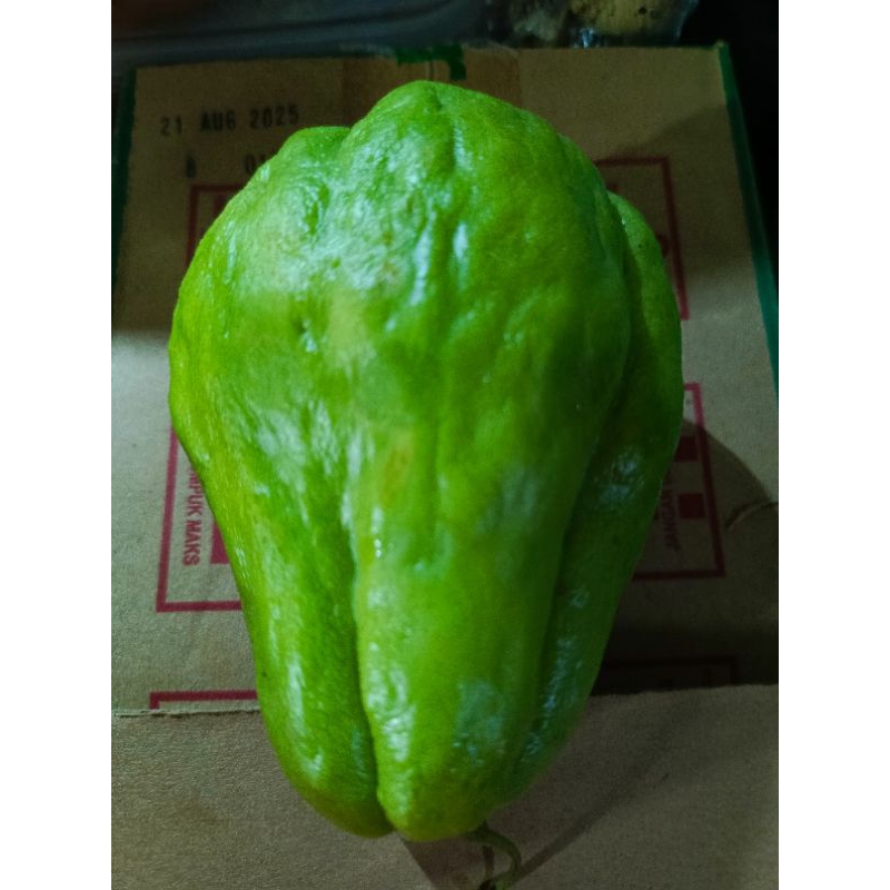 

Labu Siam Besar 1 pcs