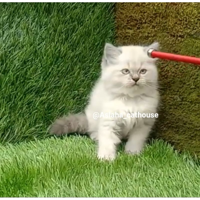 Anak kucing anggora betina /kitten Persia betina/kucing Persia Himalaya jantan/kucing himalaya ragdol