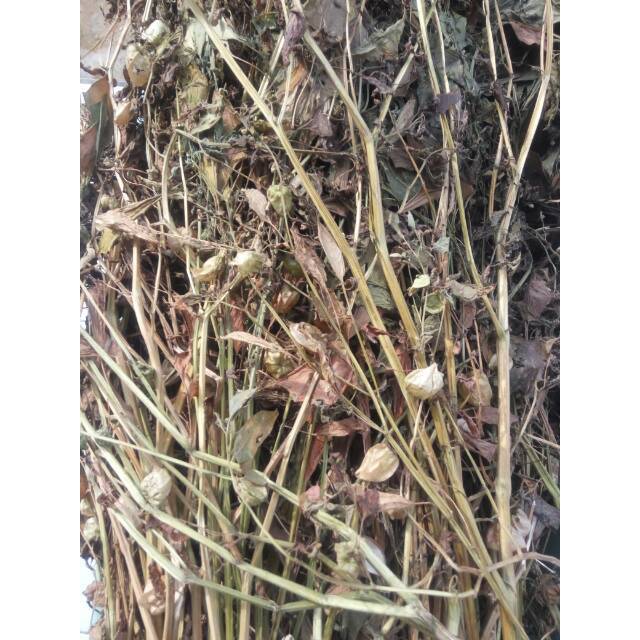 

CIPLUKAN KERING obat tradisional