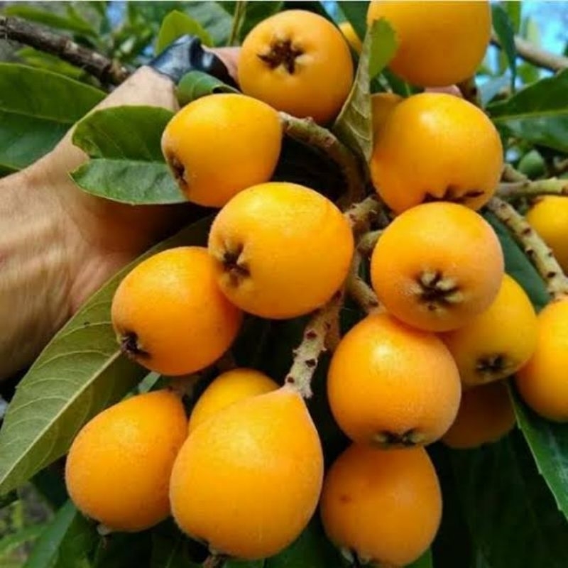 pohon leci kuning berbunga