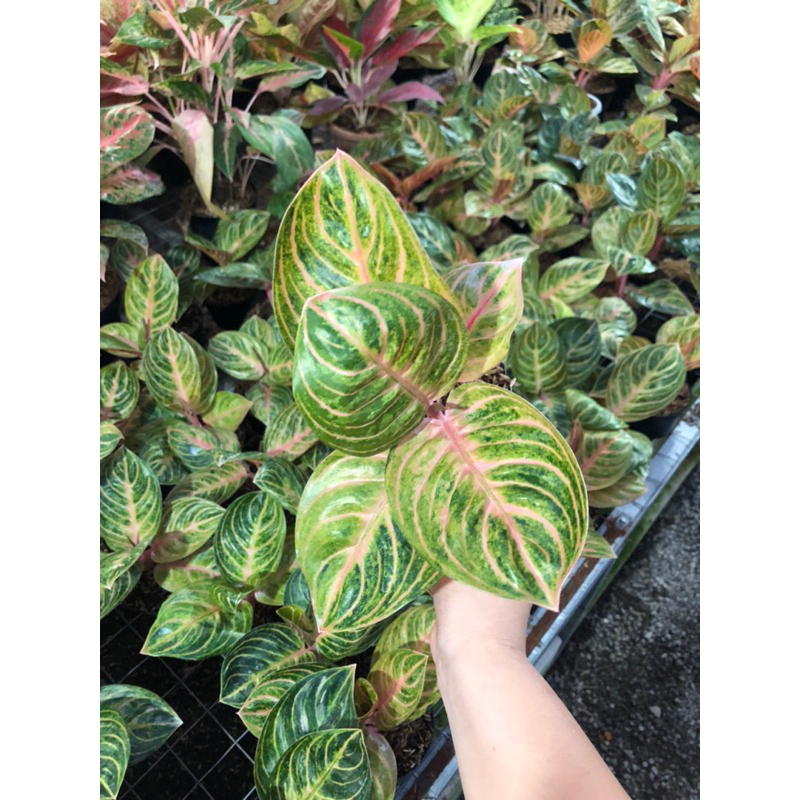 Aglaonema Rinjani