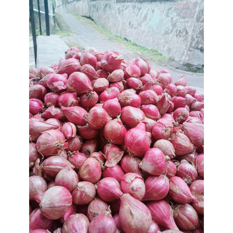 

BAWANG MERAH PROBOLINGGO 500 GRAM UKURAN BESAR