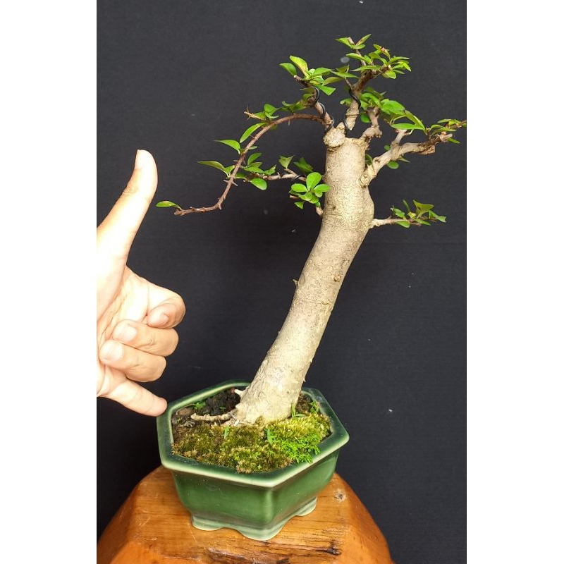 Bonsai delima batu small