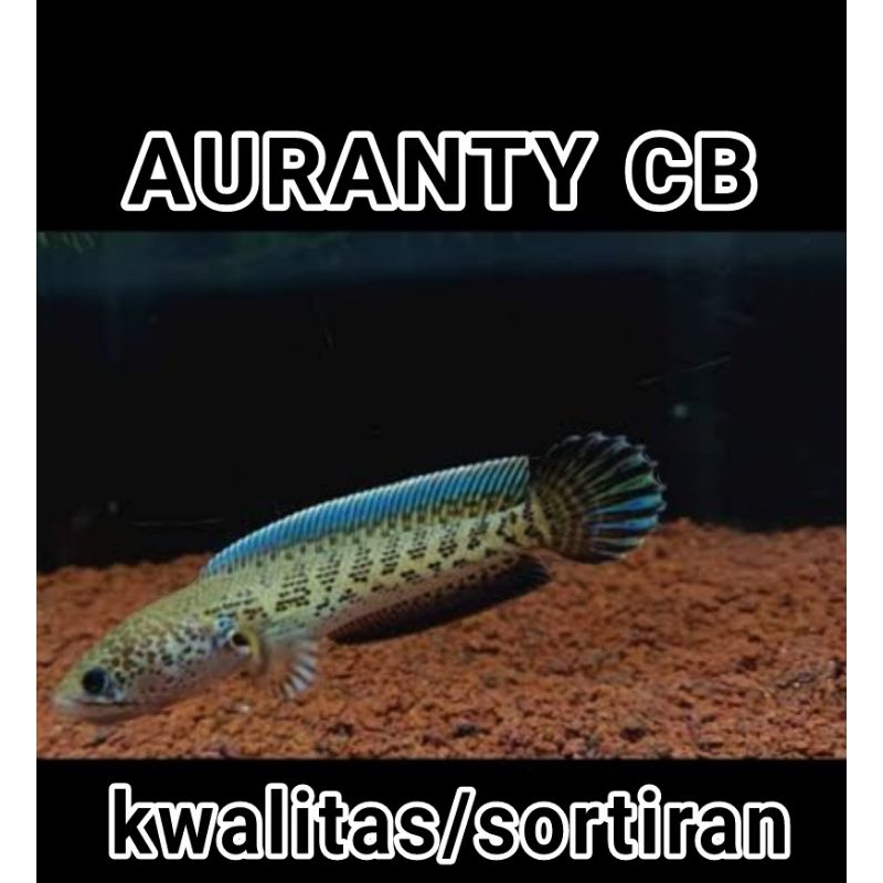 

Auranty CB kwalitas