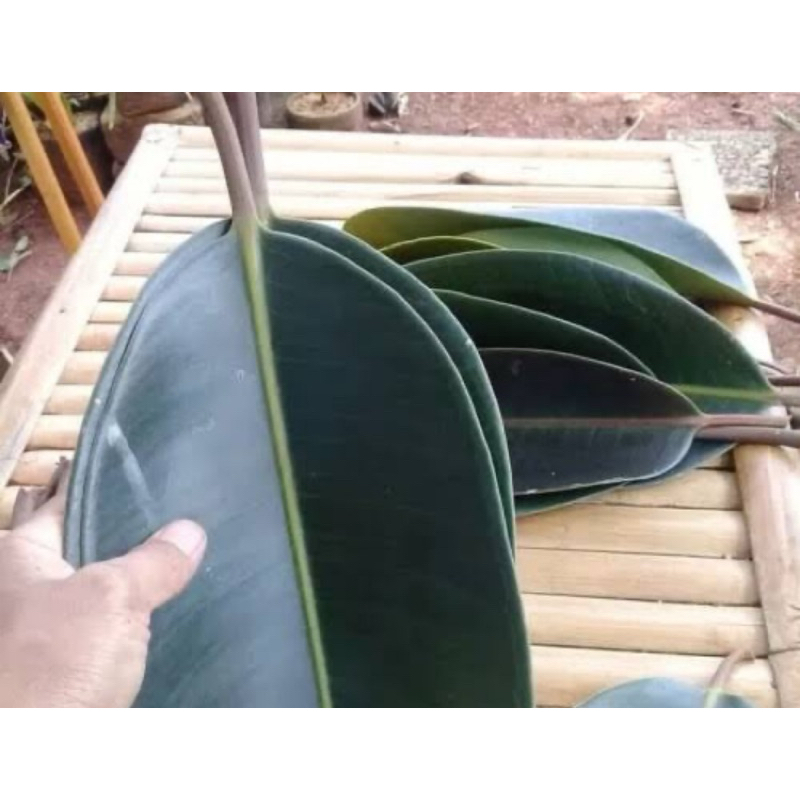 

Daun karet kebo segar 1 kg petik langsung-az