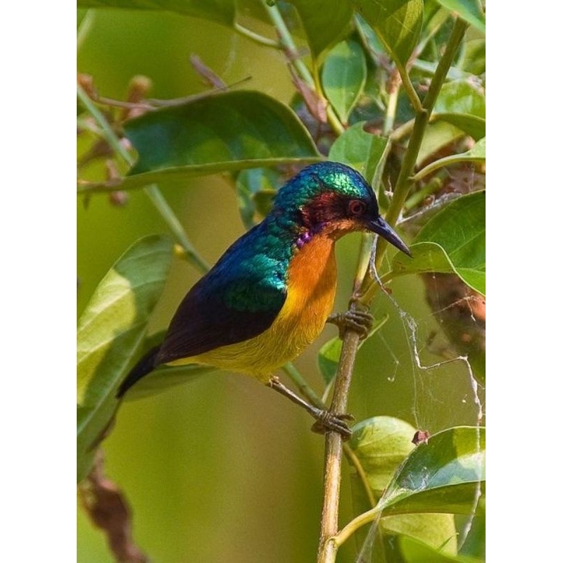 BURUNG KOWUL JANTAN MULUS