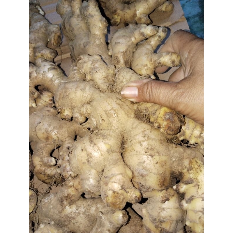 

500 gram jahe gajah lokal super gemuk.