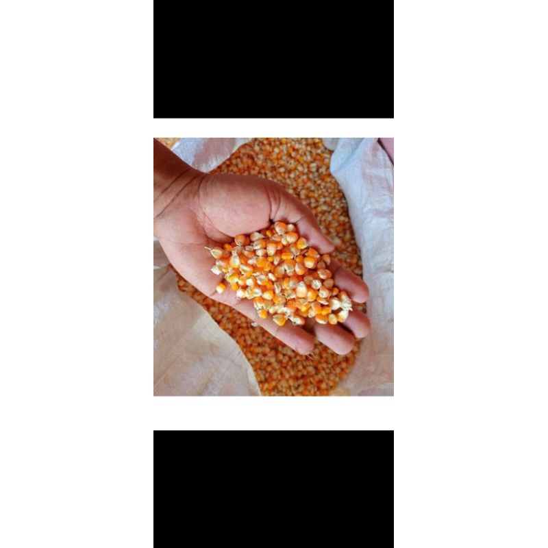 

jagung kering 200gr jagung pipil