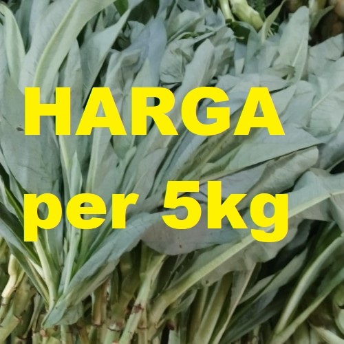 

5kg Sayur Fumak Kumek Kumak Segar Setiap Hari Baru Fresh Makanan Sulcata Aldabra Pardalis