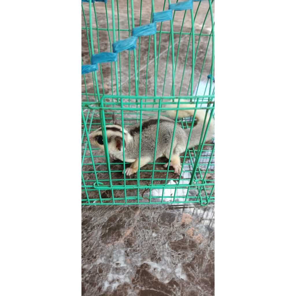 SUGAR GLIDER MOZAIK BETINA