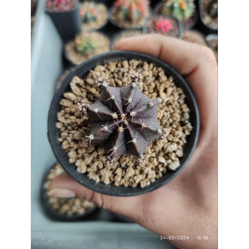 Gymnocalycium Id Black pearl, gymno Black pearl /kaktus/cactus/succulent