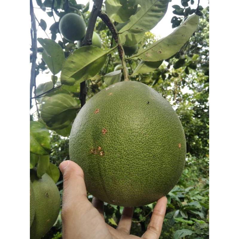 

Jeruk Pamelo Muria
