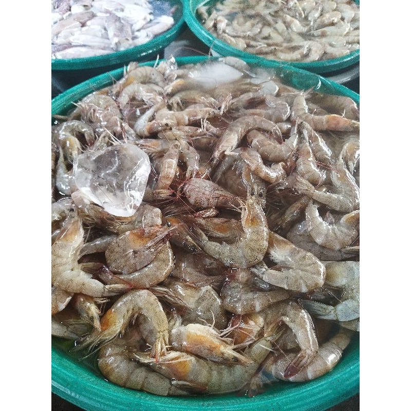 

Udang vaname sedang