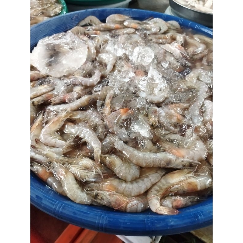 

Udang Putih/ jerbung sedang