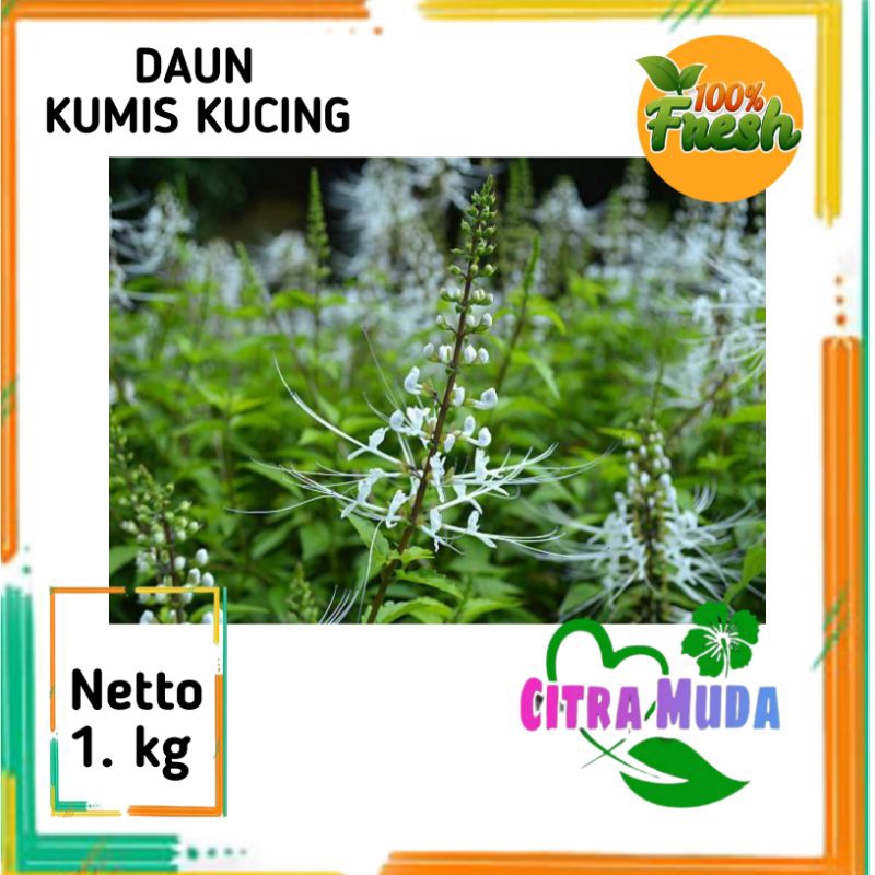 

Daun kumis kucing segar /1kg petik langsung