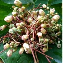 

sayur segar bunga singkong 250 gr