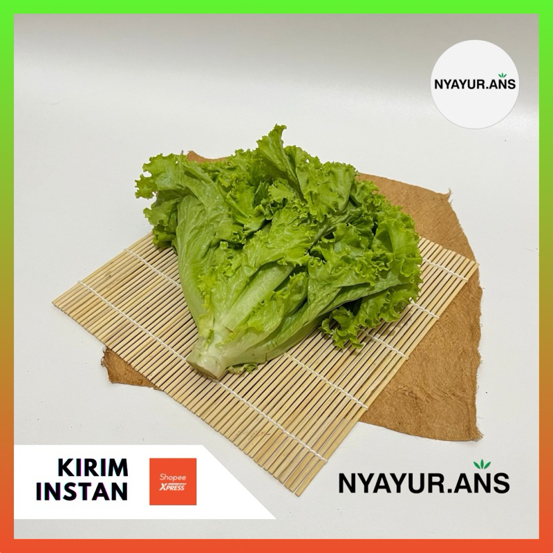 

Selada Keriting Berat 250 Gram - nyanyur.ans