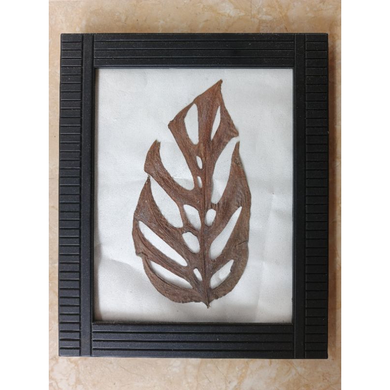 hiasan dinding daun asli - monstera blanchetii