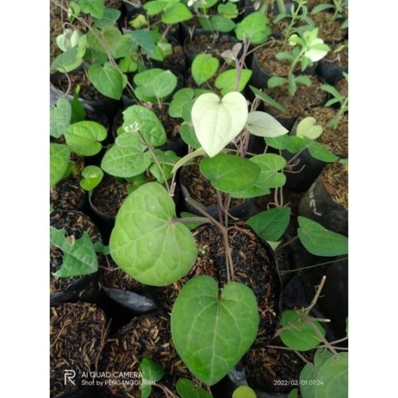 sirih hitam.tanaman herbal daun sirih hitam