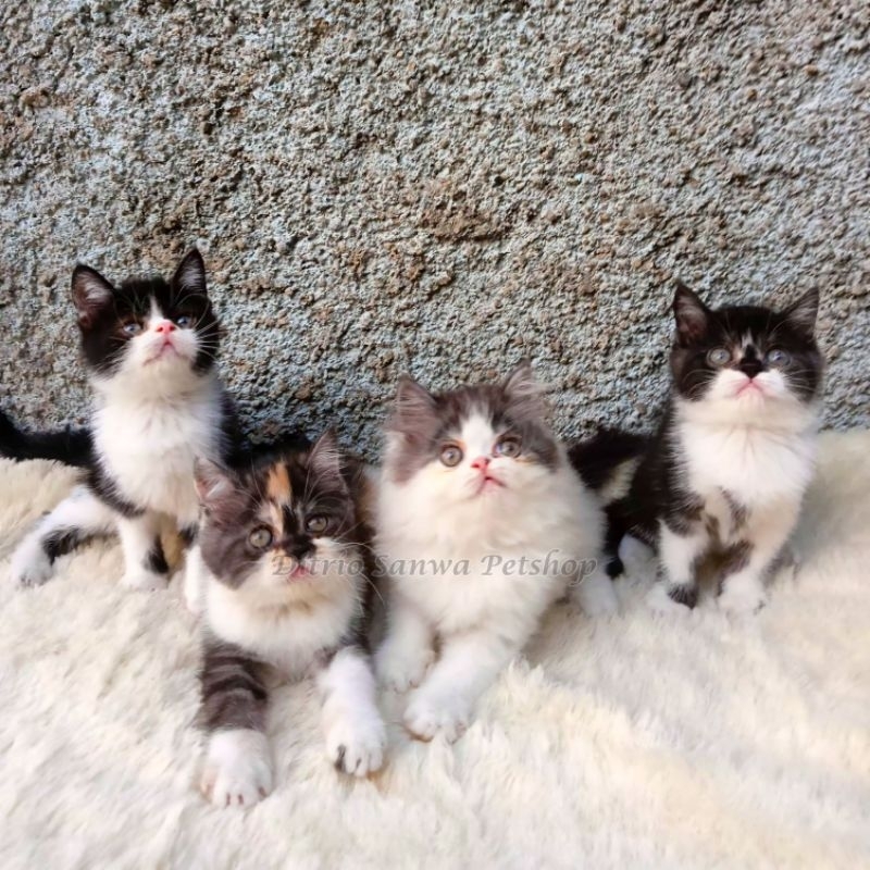 Anakan Kucing Persia Flatnose | Kitten Persia Flatnose ( Khusus Instant Grab/Gojek/Shopee )