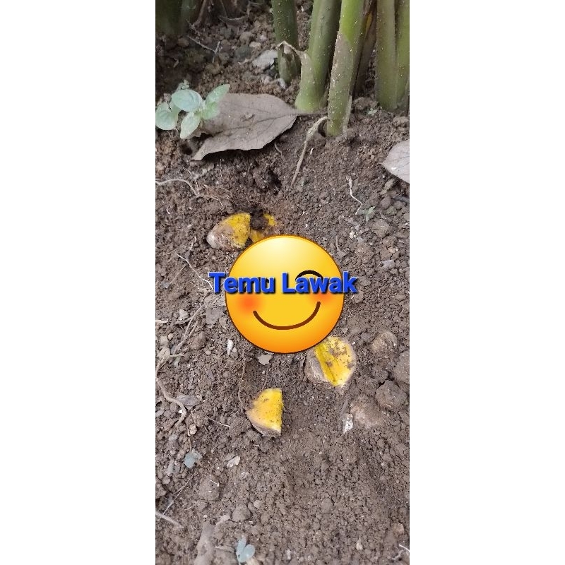 

Temu Lawak Order Langsung Diambil | Fress | 250gr | Curcuma Zanthorrhiza | Temulawak Organik Non Pestisida| Asli Medan