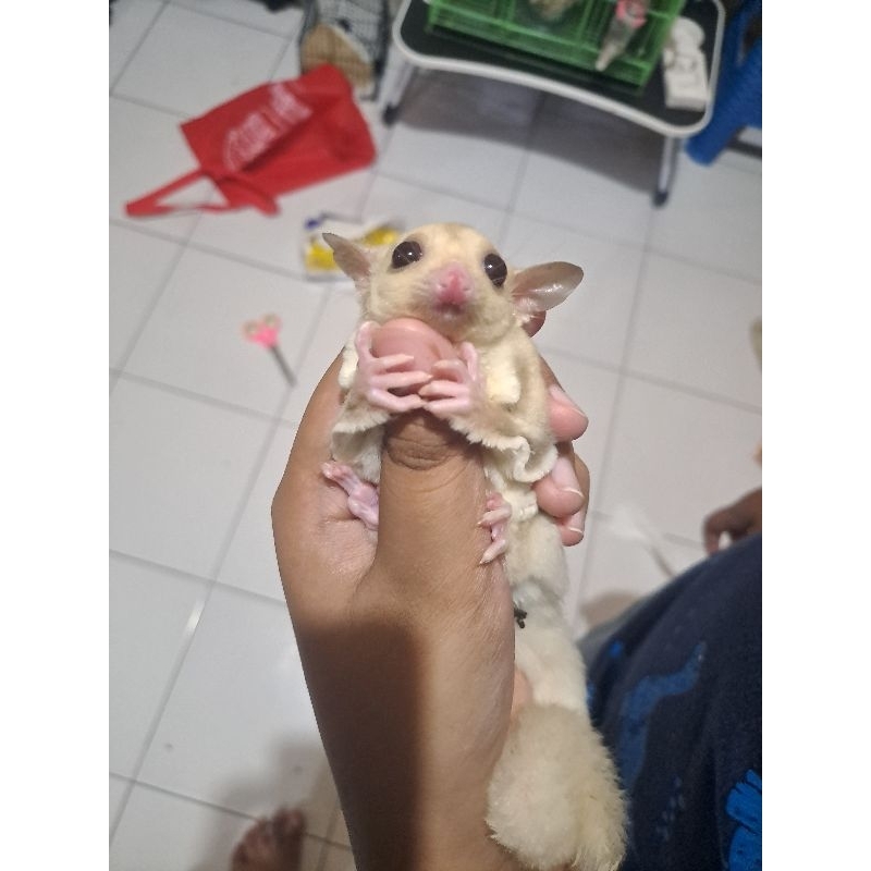 SG (sugarglider) joey cremino