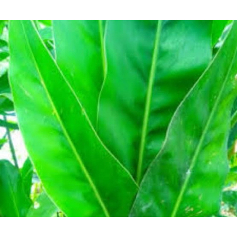 

Daun lengkuas segar daun laos segar 500 gram