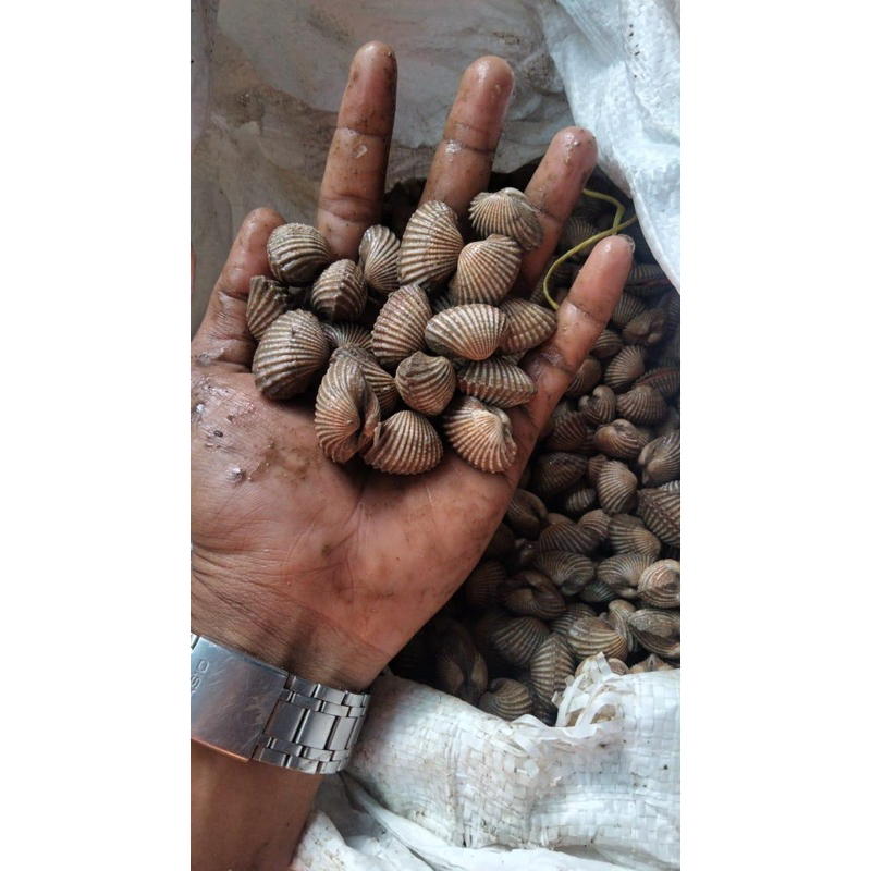 

Kerang dara live hidup 1 kg